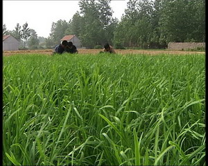 致富经黄鳝养殖全集_致富全集养殖黄鳝视频_致富经黄鳝养殖视频