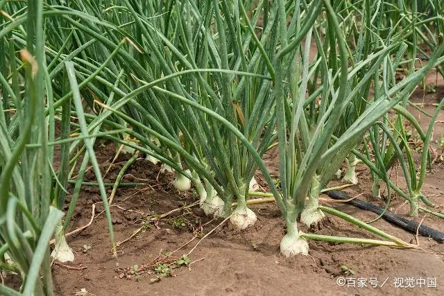小葱头种植方法和技术_种植葱头方法技术小知识_如何种植葱头饱满