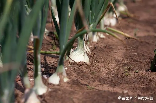 如何种植葱头饱满_小葱头种植方法和技术_种植葱头方法技术小知识