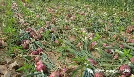 如何种植葱头饱满_种植葱头的方法_小葱头种植方法和技术