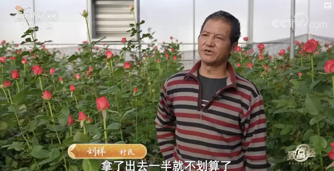 种植玫瑰前景如何_致富经玫瑰花种植视频_玫瑰种植前景亩收入