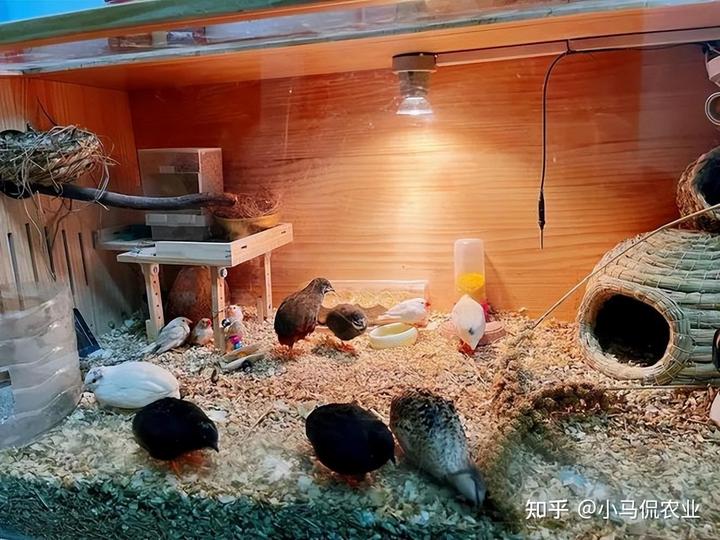 养鸡视频致富经_农业节目致富经养殖鸡视频_致富经视频 养鸡