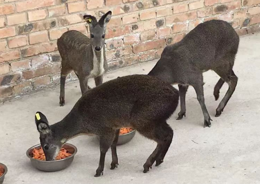 致富经林麝的养殖_林麝养殖骗局_致富经林麝
