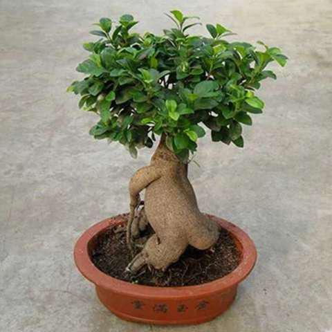 木的养殖方法_木头养殖_千年木养殖技术