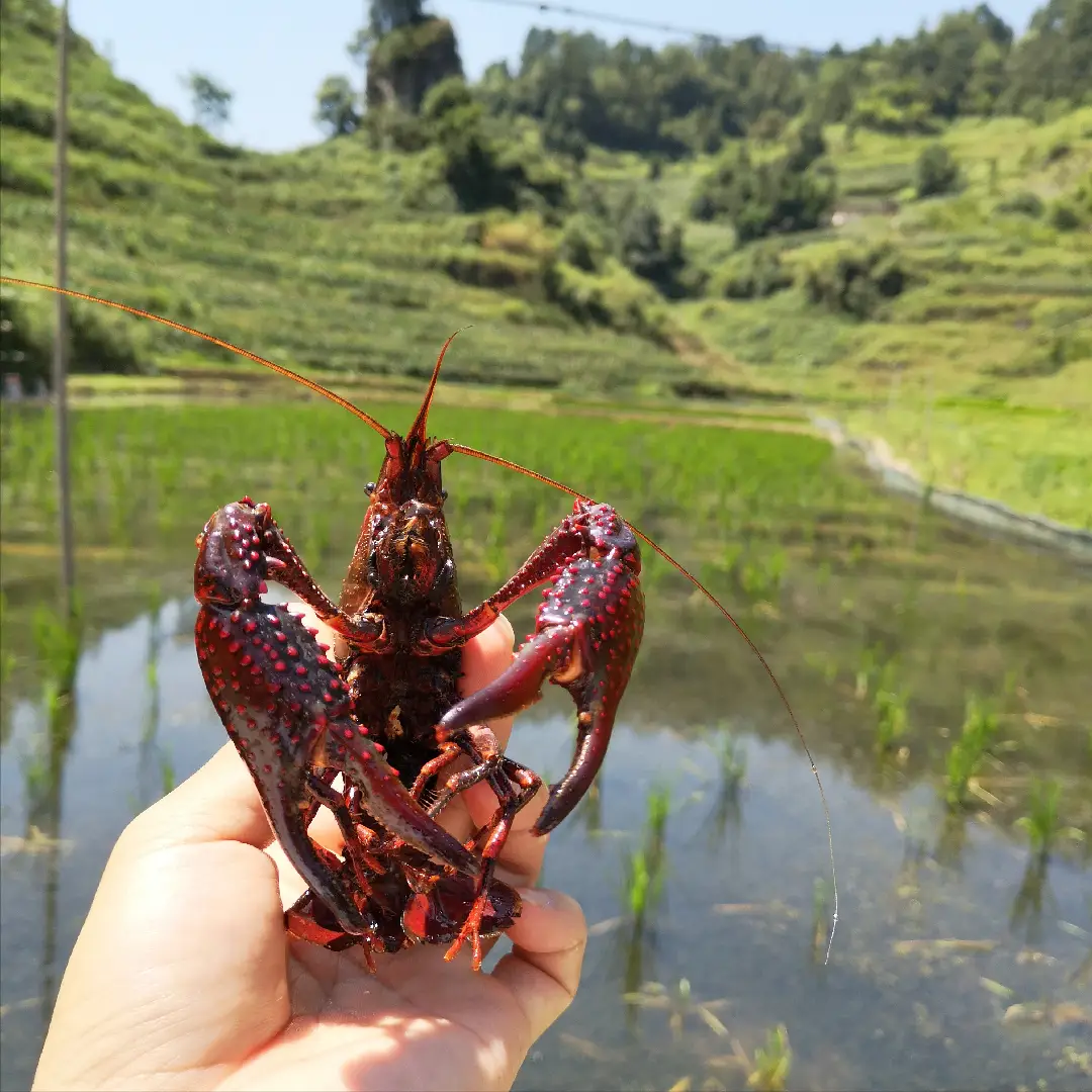 湖北荆州小龙虾养殖基地_致富经里面荆州养小龙虾_致富经龙虾养殖技术视频