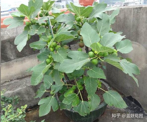 无花果种植视频教程_致富经种植视频无花果_致富经无花果种植视频