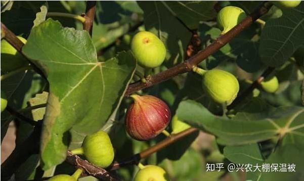 致富经种植视频无花果_无花果种植视频教程_每日农经无花果种植视频
