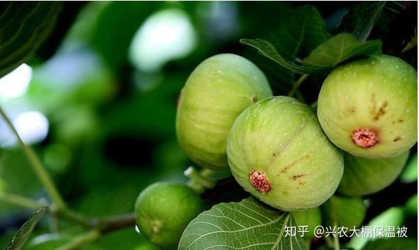 致富经种植视频无花果_无花果种植视频教程_每日农经无花果种植视频