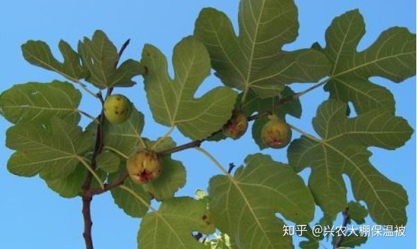 无花果种植视频教程_每日农经无花果种植视频_致富经种植视频无花果