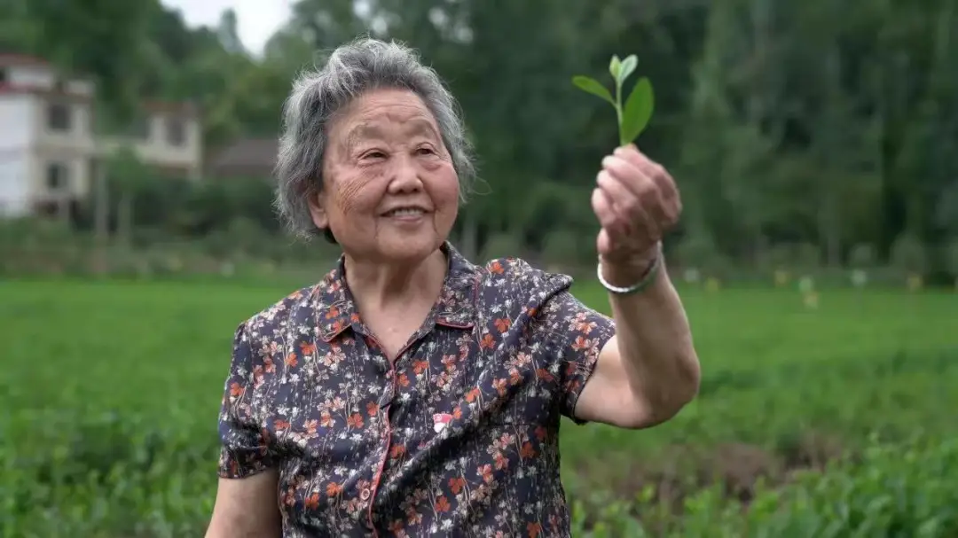 因茶致富_致富名人茶种里有什么_致富经里的种茶名人