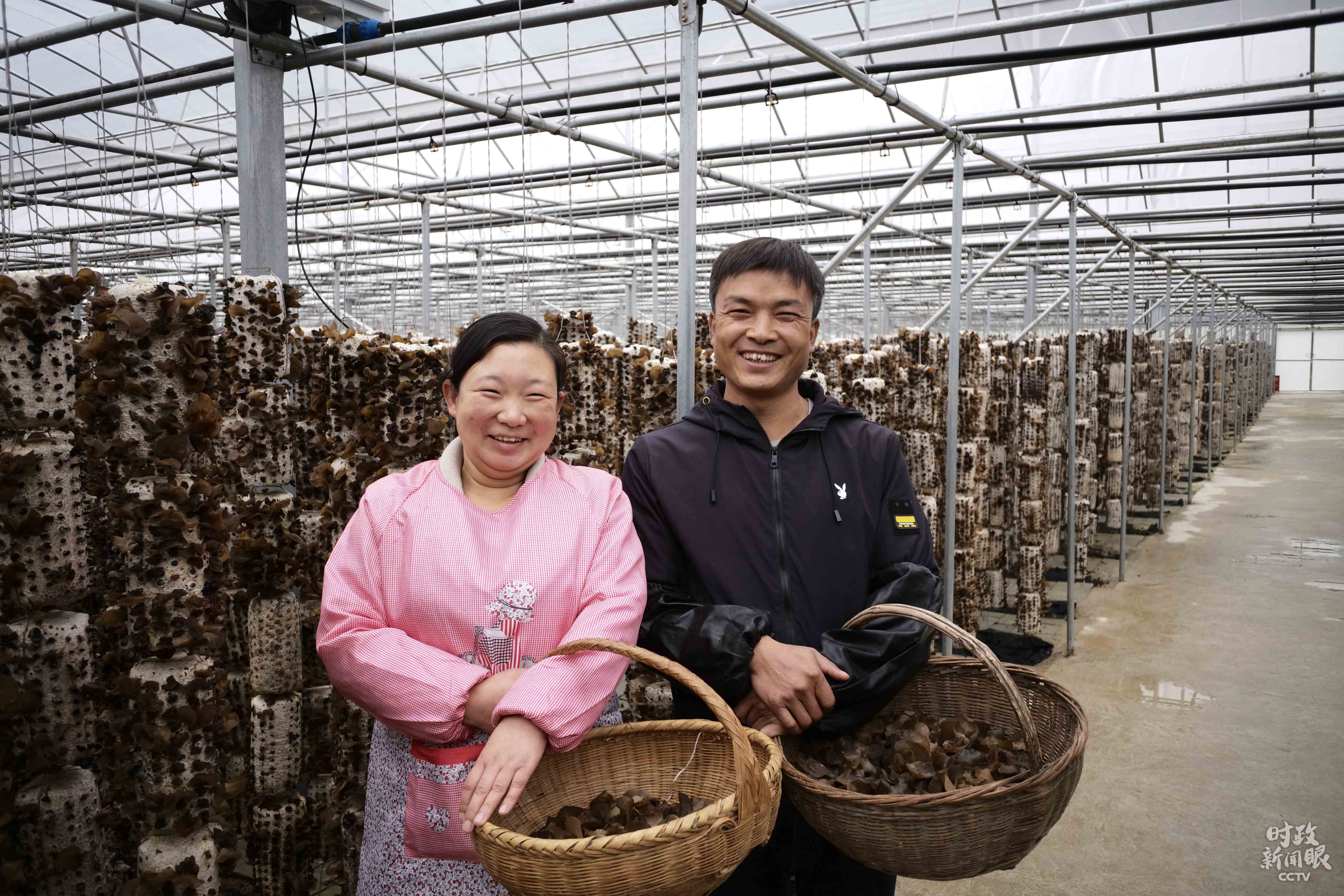 林麝养殖骗局_致富经林麝_致富经林麝养殖视频