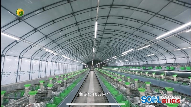 四川大型肉兔养殖基地_四川肉兔养殖技术视频_四川养殖兔子