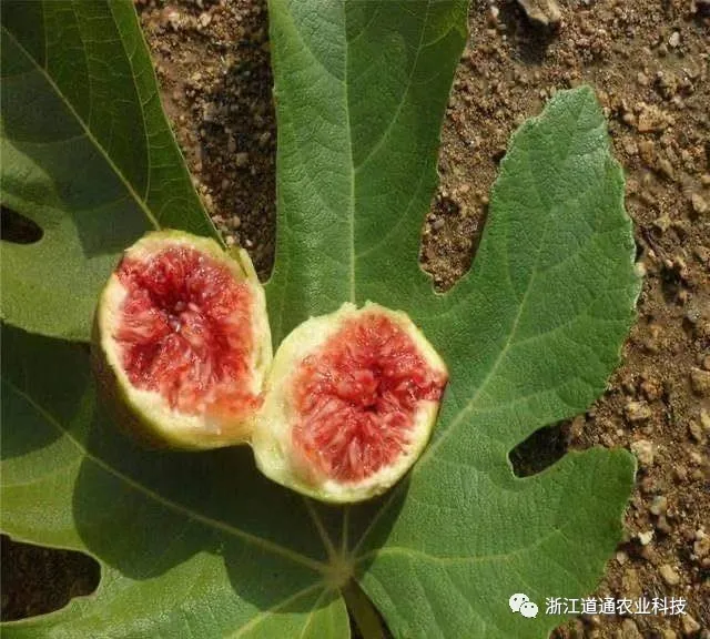 视频致富种植无花果是真的吗_致富经种植视频无花果_每日农经无花果种植视频