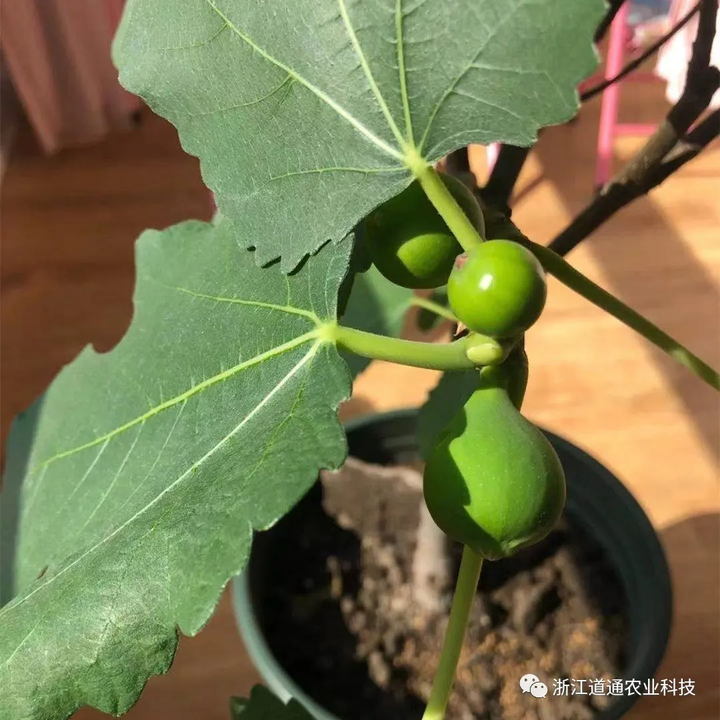 致富经种植视频无花果_每日农经无花果种植视频_视频致富种植无花果是真的吗