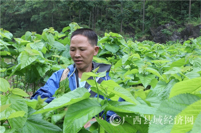 养蚕蛹赚钱吗_致富经养蚕蛹_养蚕蛹什么意思