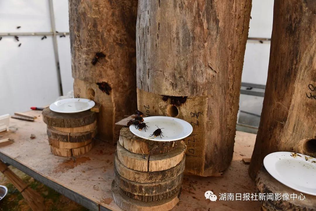 致富经马蜂养殖_养殖马蜂技术_致富养殖马蜂视频大全