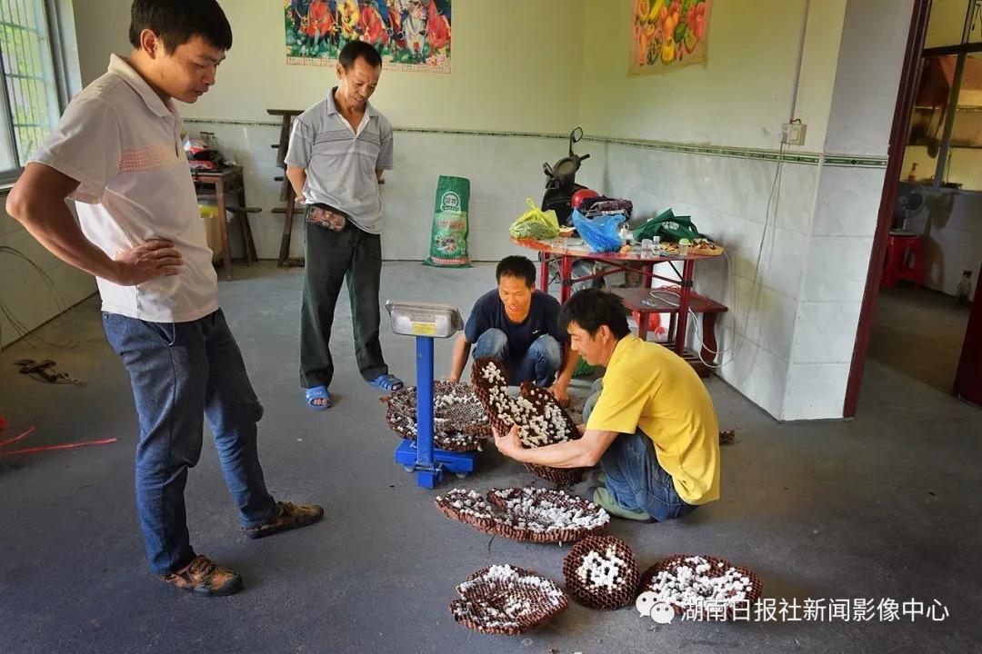 致富养殖马蜂视频大全_养殖马蜂技术_致富经马蜂养殖