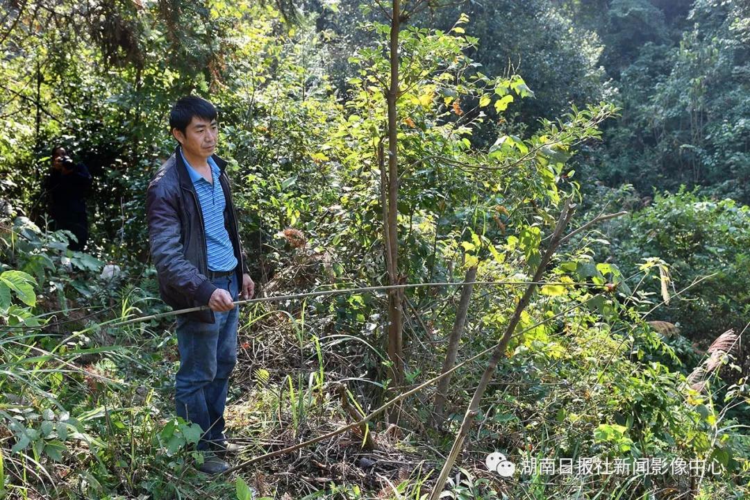 养殖马蜂技术_致富养殖马蜂视频大全_致富经马蜂养殖