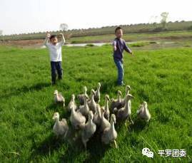 珍禽养殖致富方案_珍禽养殖实用技术_养殖珍禽前景怎么样