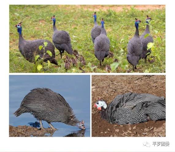 珍禽养殖致富方案_养殖珍禽前景怎么样_珍禽养殖实用技术