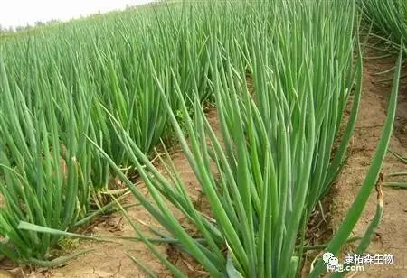 实用大葱种植技术，您知道多少？