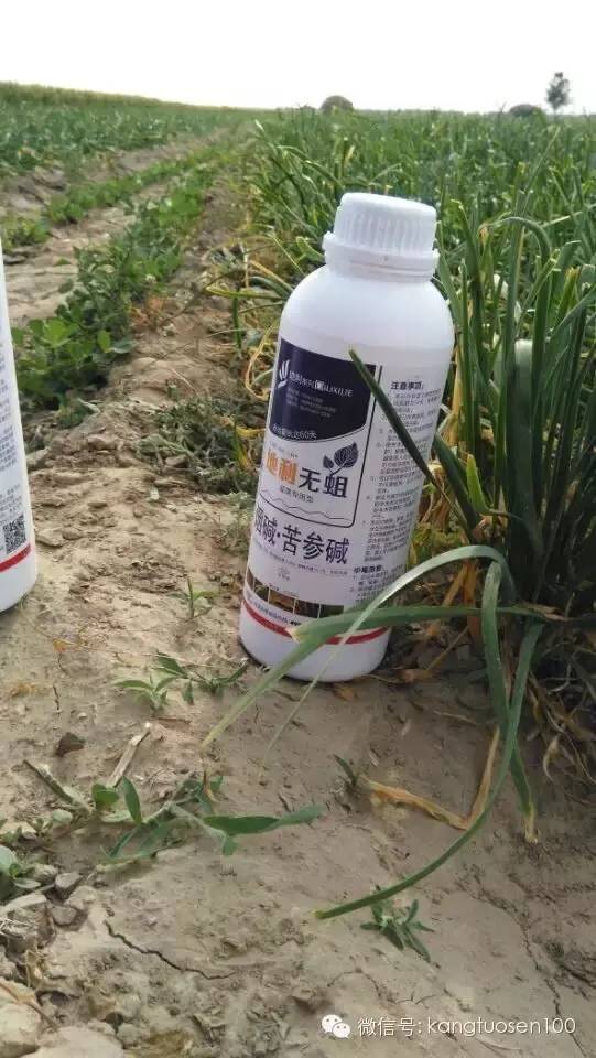 分葱种植技术和播种_如何播种葱种子_种葱种子的方法和步骤