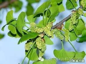 农技 | 收藏！稳赚不赔的立体种植高效农业新模式