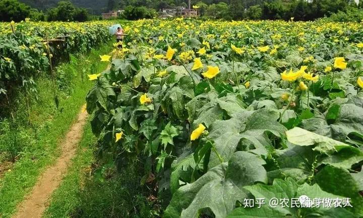 养殖致富项目一_致富经创业项目养殖练飞_养殖致富经