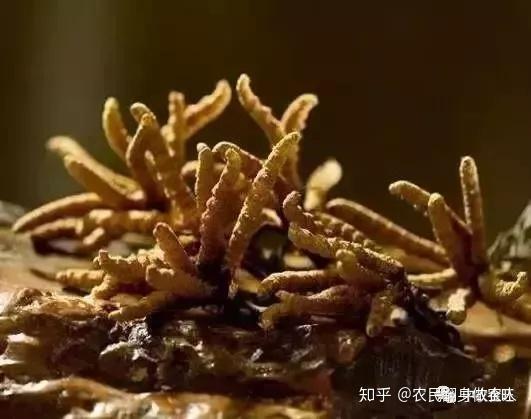 养殖致富经_养殖致富项目一_致富经创业项目养殖练飞
