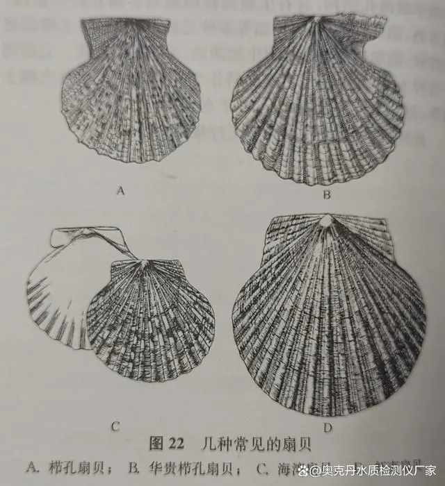 扇贝养殖致富吗_扇贝养殖利润_致富养殖扇贝图片