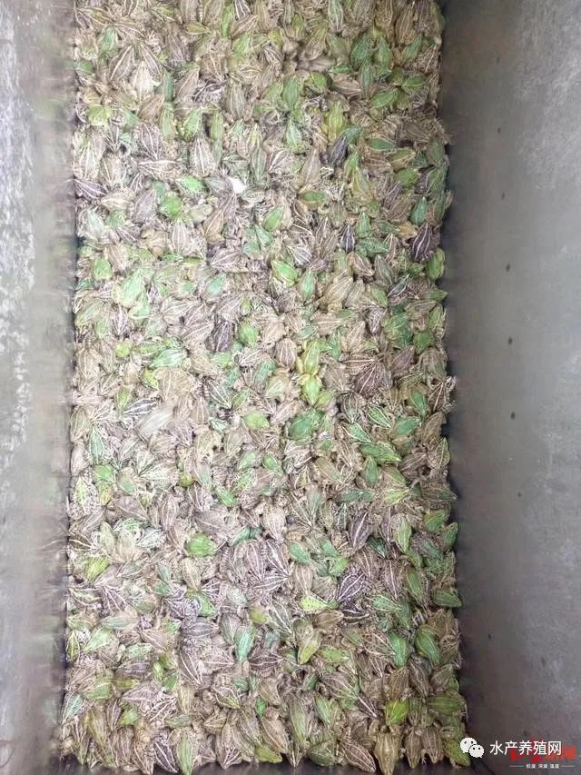 致富经大型养蟾蜍户_致富经大型养蟾蜍户_致富经大型养蟾蜍户