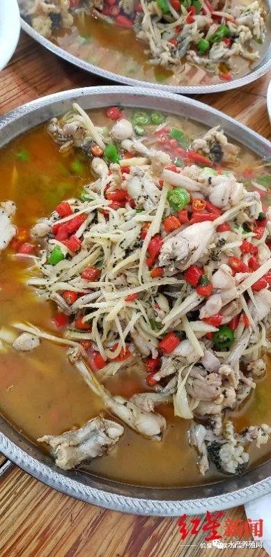 致富经大型养蟾蜍户_致富经大型养蟾蜍户_致富经大型养蟾蜍户