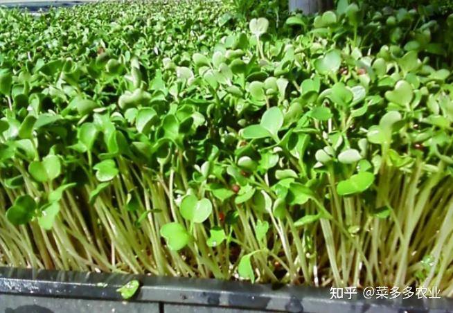 芽苗菜种植挣钱吗？