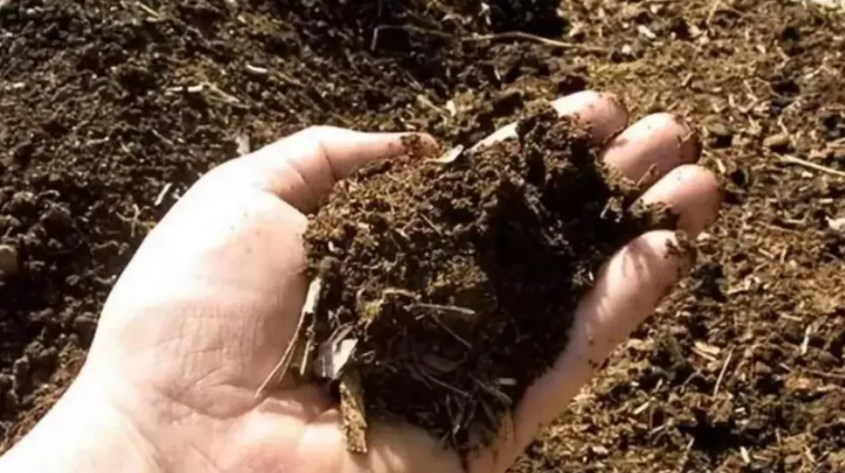 视频生姜种植技术大全_种植生姜的技术视频_视频生姜种植技术教程