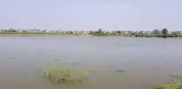 螃蟹龙虾养殖_致富经螃蟹池里小龙虾_螃蟹塘龙虾死有什么办法吗