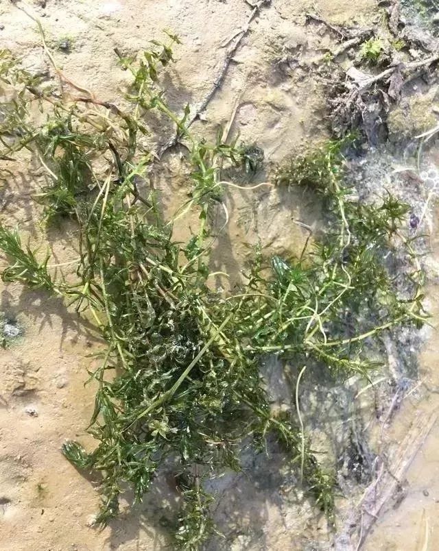 致富经螃蟹池里小龙虾_螃蟹龙虾养殖_螃蟹塘龙虾死有什么办法吗