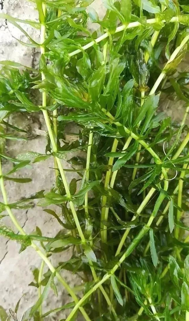 致富经螃蟹池里小龙虾_螃蟹塘龙虾死有什么办法吗_螃蟹龙虾养殖
