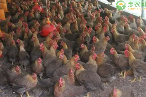 黄鳝养殖致富经_养殖黄鳝的利润和风险_黄鳝养殖前景与利润