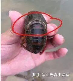 龙虾螃蟹养殖技术_龙虾蟹塘出现螃蟹龙虾死亡_致富经螃蟹池里小龙虾