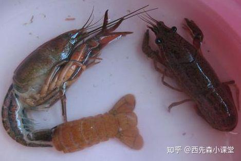 龙虾螃蟹养殖技术_龙虾蟹塘出现螃蟹龙虾死亡_致富经螃蟹池里小龙虾