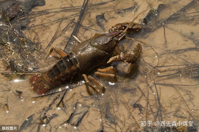 龙虾蟹塘出现螃蟹龙虾死亡_致富经螃蟹池里小龙虾_龙虾螃蟹养殖技术