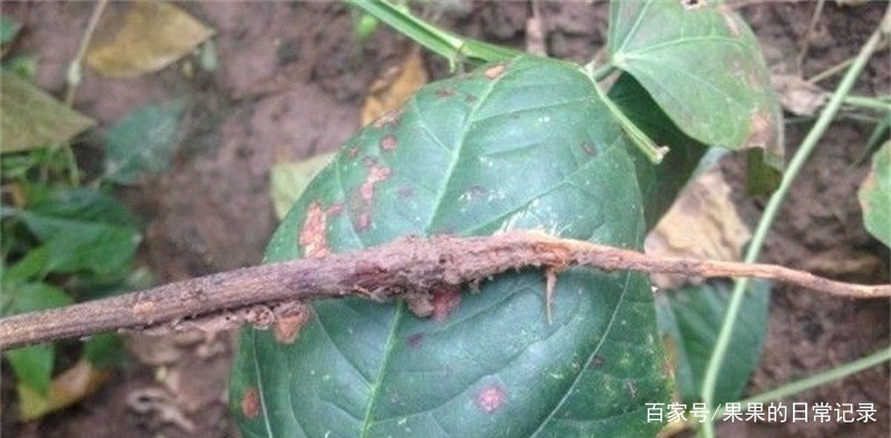 温室种植豆角出现烧根的现象，该如何正确应对？