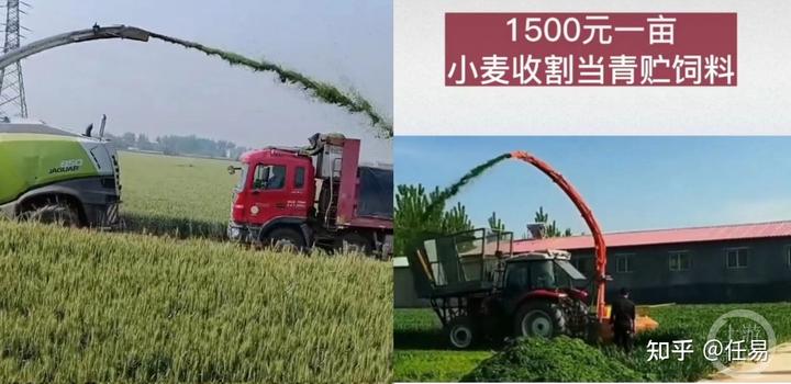 秸秆养殖致富牛_秸秆养牛新技术视频_秸秆养牛发展潜力