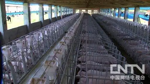 [致富经]硕士被逼回家养猪(20131009)