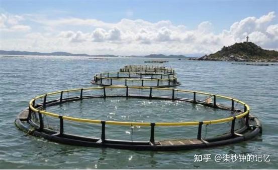 鱼类养殖网箱_水产养殖网箱制作_网箱渔业养殖技术培训