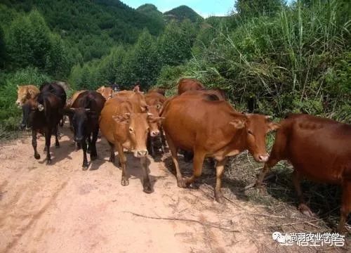 农村致富新项目养殖_致富养殖农村有补贴吗_什么农村养殖致富