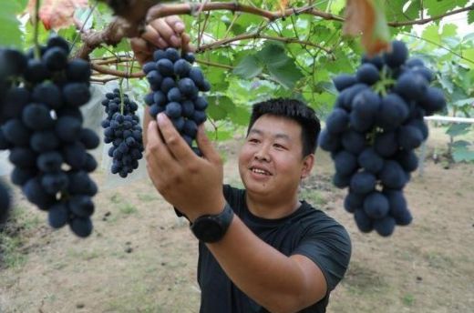 农村致富新项目种植业_致富种植农林的意义_农林种植致富