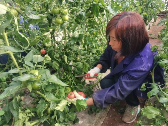 农村种植果树致富好项目_致富果树种植条件_果树种植致富经