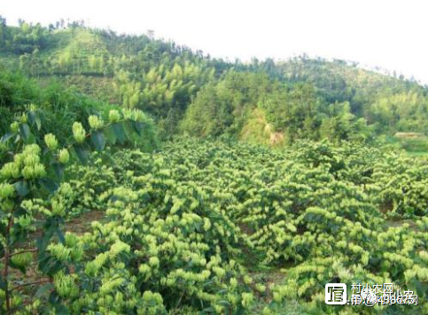 致富果树种植条件_致富果树种植方法_果树种植致富经