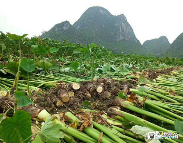 致富果树种植方法_致富果树种植条件_果树种植致富经